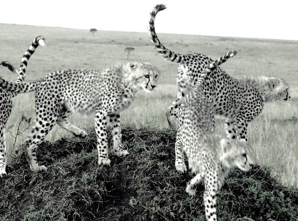 cheetahs in masai mara